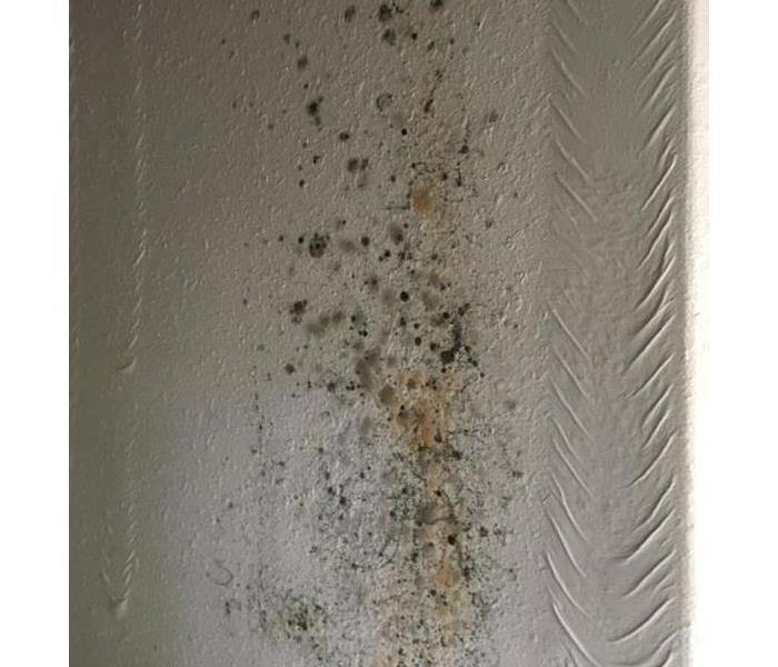 mold growth on white walls