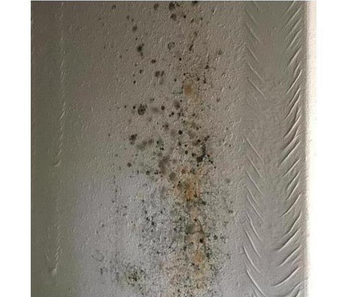 Black spots of mold in a wall
