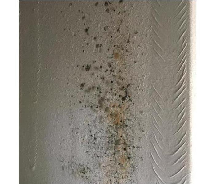 Black and green spots of mold on a wall.